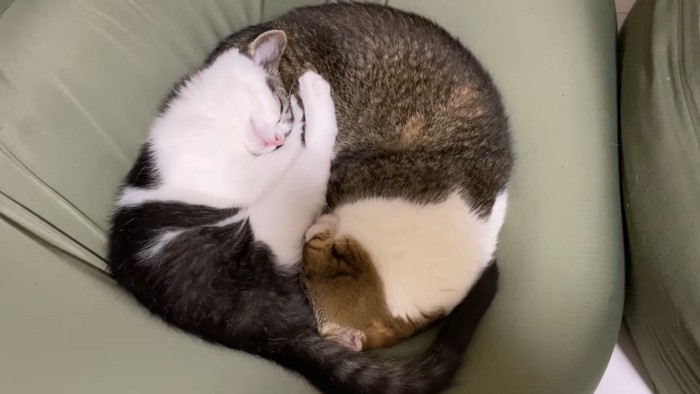丸くなって寝る2匹の猫