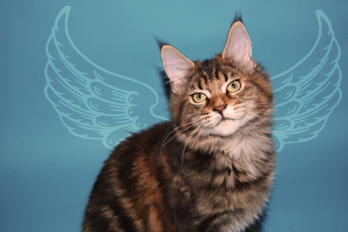 天使の羽が生えた猫