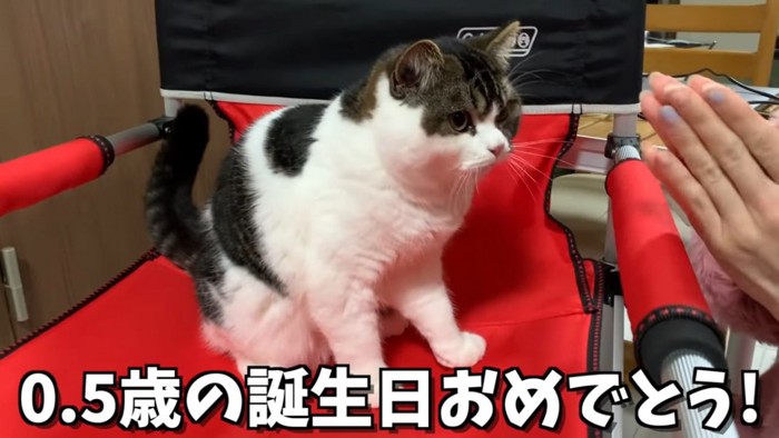 赤いイスに座る猫