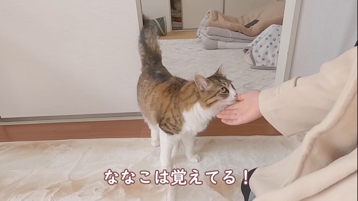 娘さんの手を嗅ぐ猫