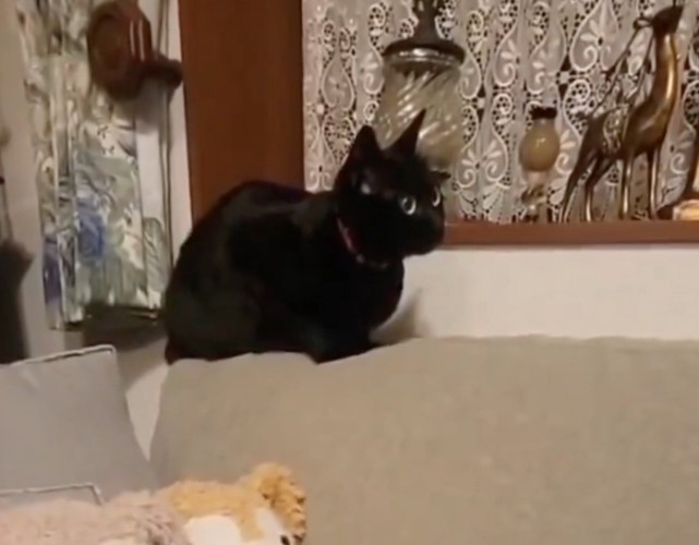 ソファの上に座る黒猫