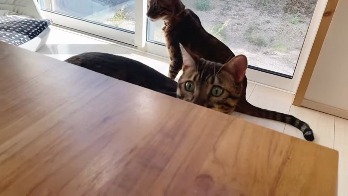 テーブルの下から上を見る猫