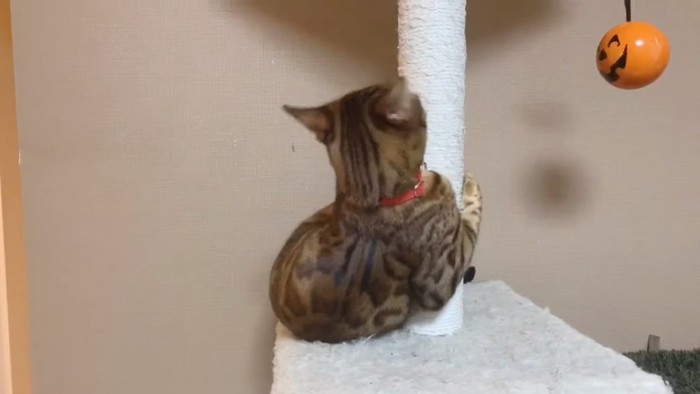 キャットタワーにしがみつく猫