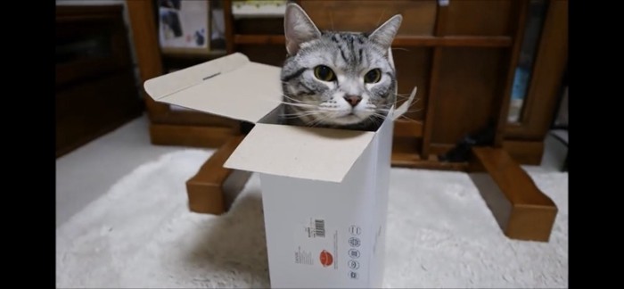 箱に全身入る猫