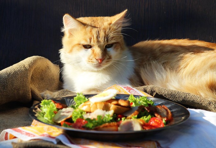 人用の食事を見つめる猫