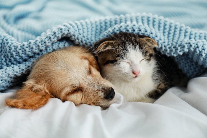 一緒にベッドで寝る子犬と子猫