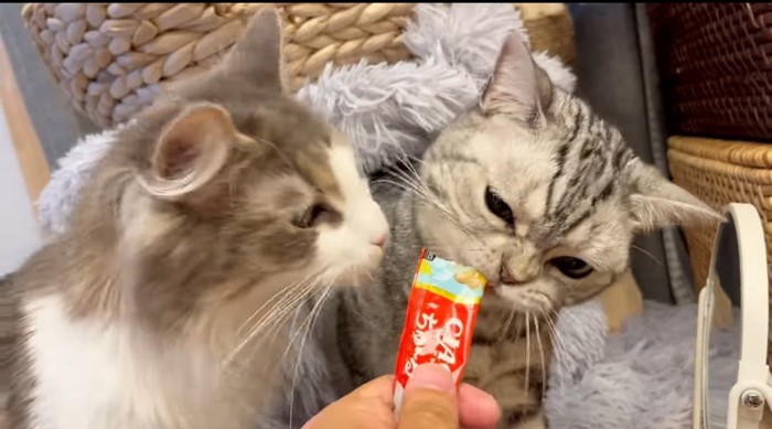 ちゅーるを食べる2匹の猫