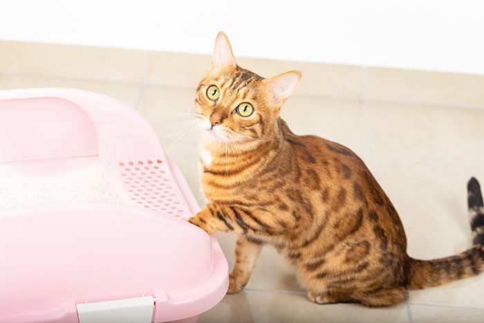ピンクのトイレに手をかけて見あげる猫
