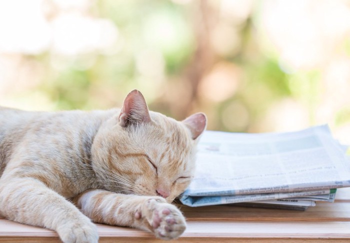 新聞紙を枕にして眠っている猫