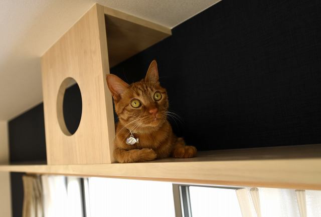 キャットタワーにいる猫