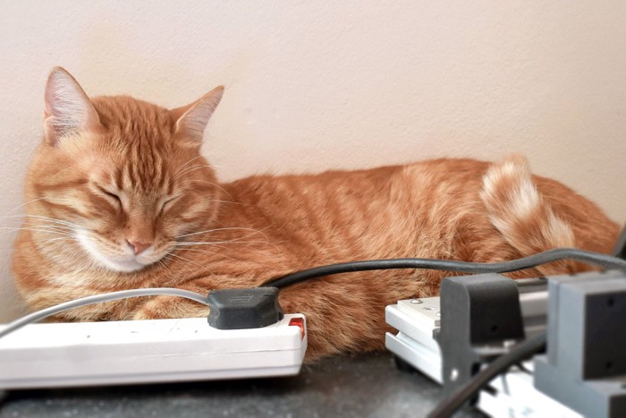 電源コードのそばで眠る猫