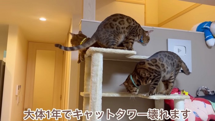 キャットタワーに乗る3匹の猫