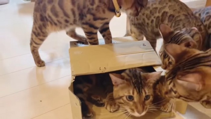 箱のまわりに集まる猫