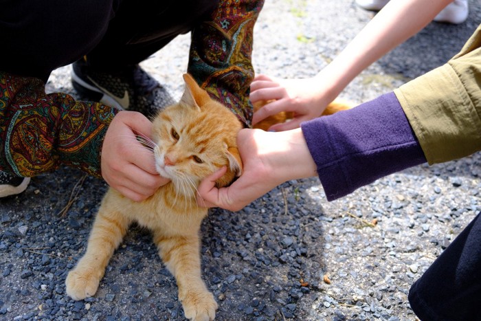 触られて困り顔の猫