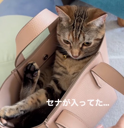 バッグに入る猫