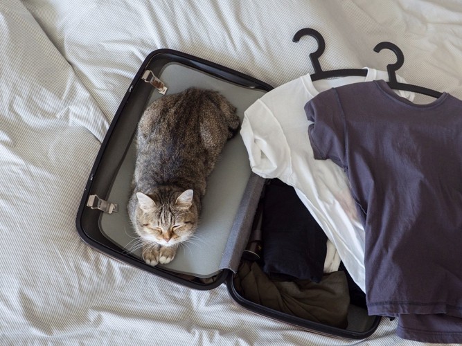 スーツケースに入っている猫