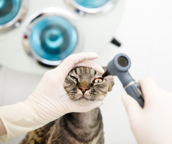 猫の目を調べる獣医師