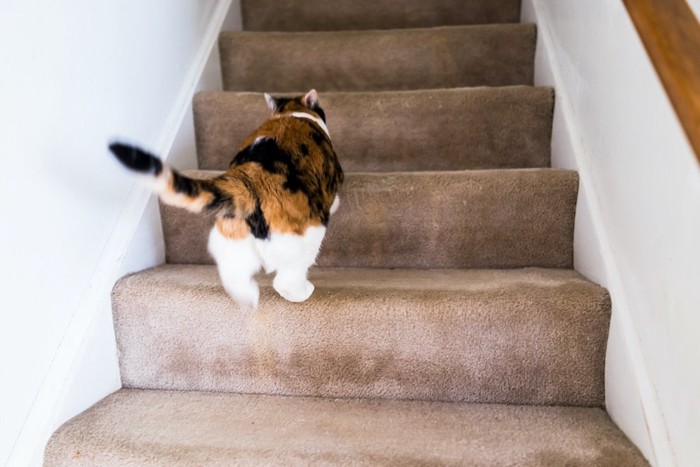 階段を登る猫の後ろ姿