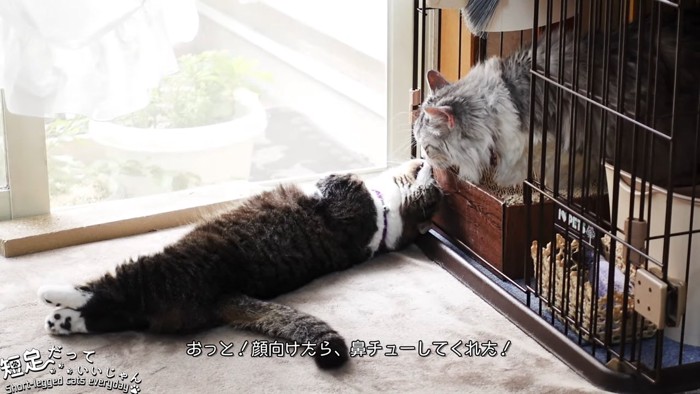 鼻と鼻をくっつける2匹の猫