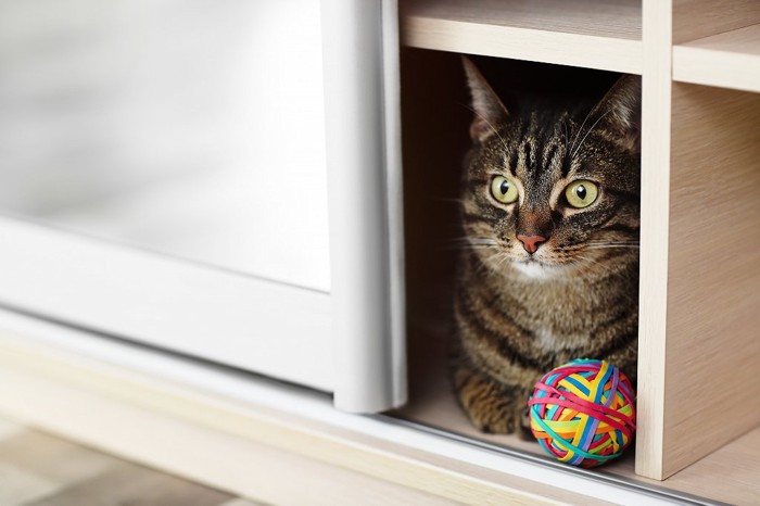 戸棚の中の猫