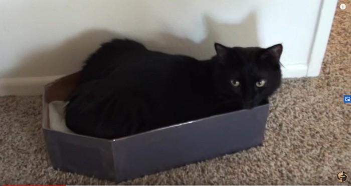 黒い箱に入った黒猫
