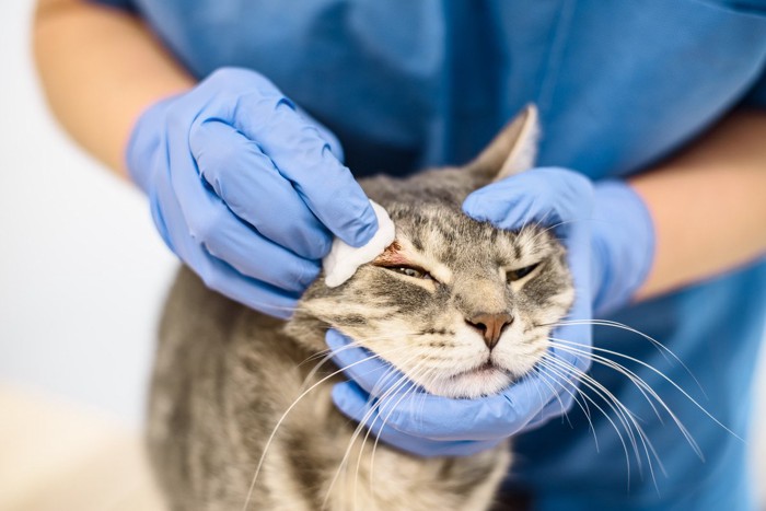 病気の猫を治療する医師