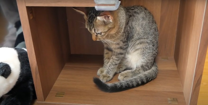 戸棚の中の子猫