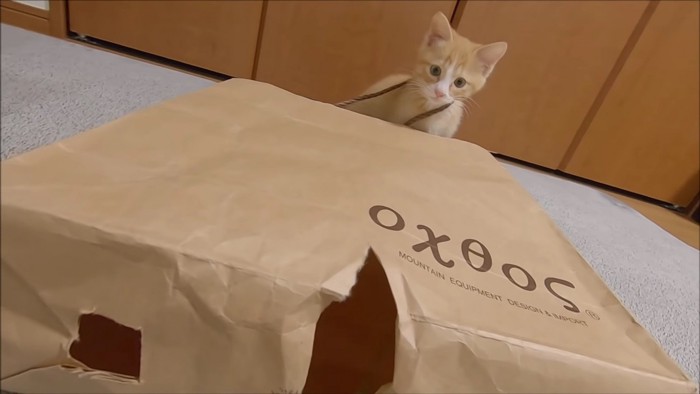 紙袋と子猫