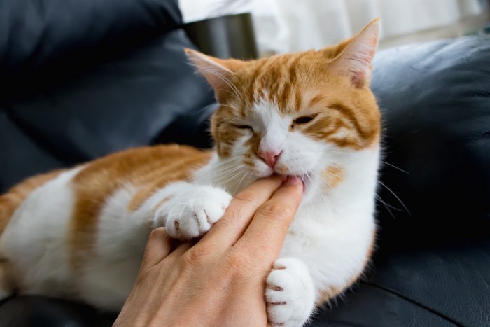 飼い主の指に噛み付く猫