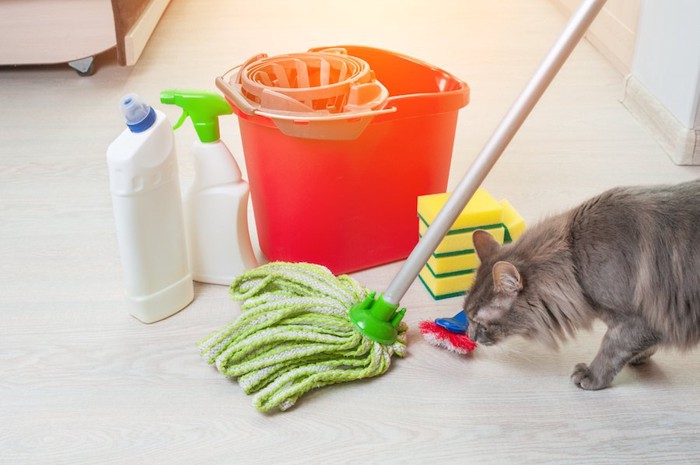 掃除用品の匂いを嗅ぐ猫