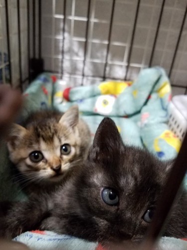 救助された2匹の子猫