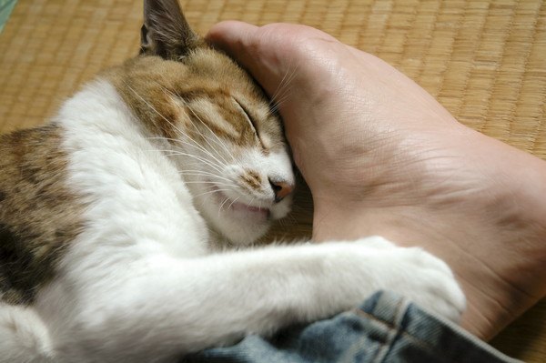 ほ戸の手のひらで寝る猫