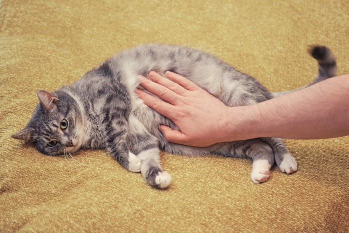 横になっている猫のお腹を触る人の手