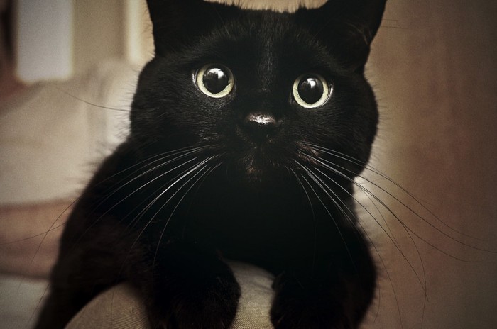 黒目の大きな黒猫