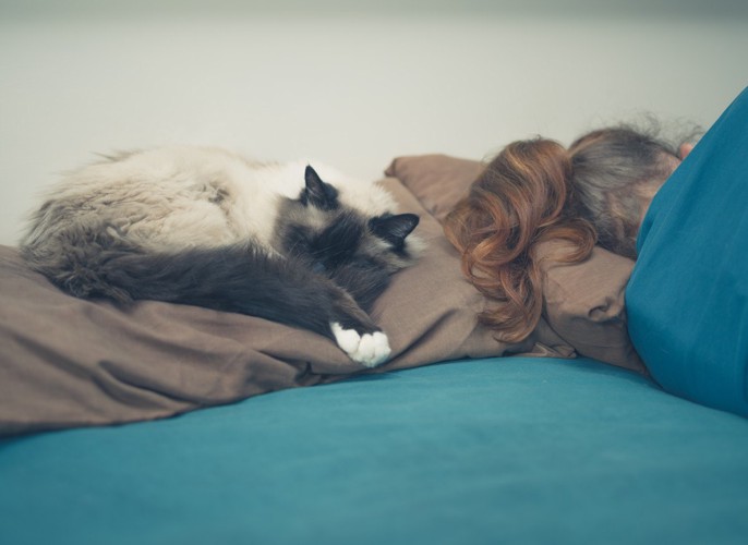 飼い主の枕の上に眠っている猫