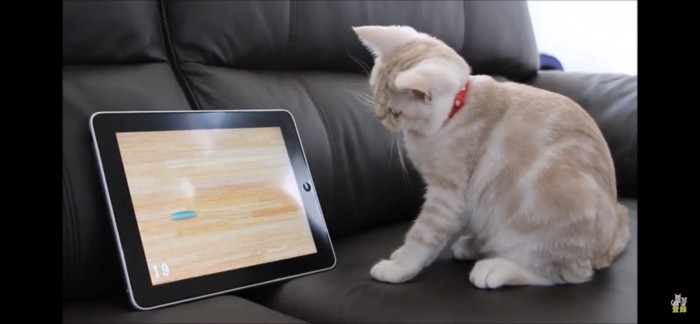 猫用アプリゲームを見つめる猫