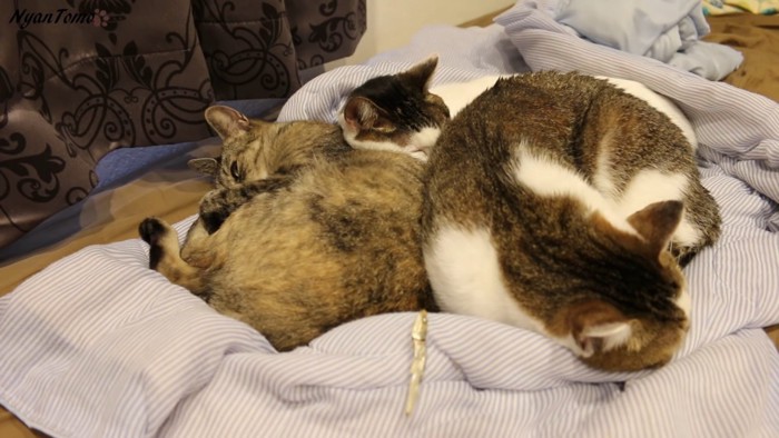 寝ている3匹の猫と手前ににぼし