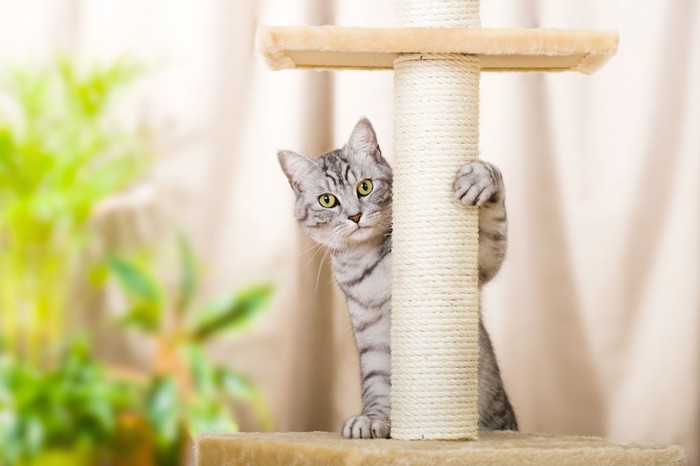 キャットタワーに手をかける猫