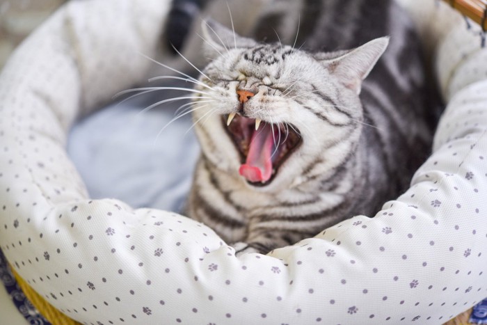 猫ベッドの中であくびをする猫