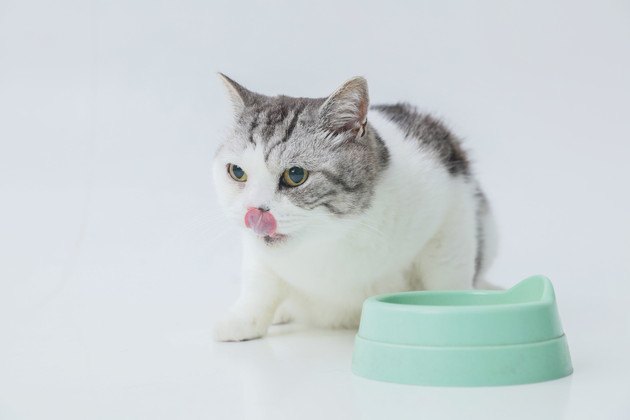 猫餌ニュートロを食べている猫