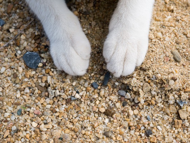 砂の上の猫の手