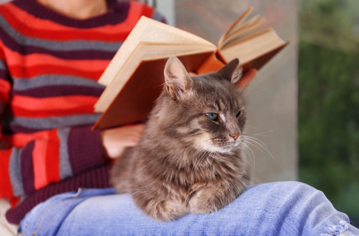 本を読む人の膝の上に乗る猫