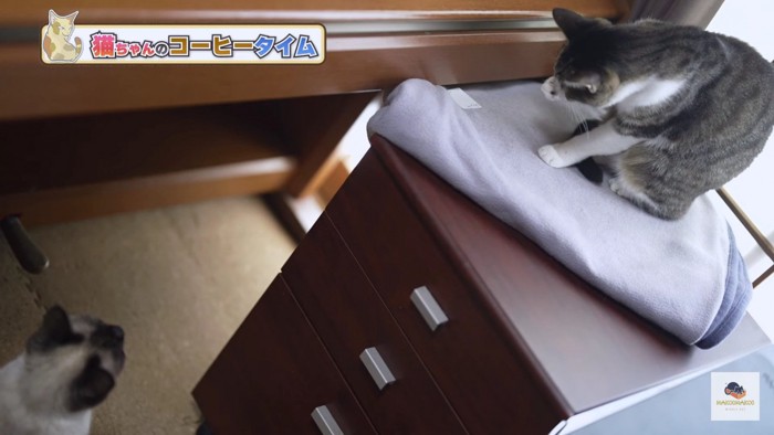 見上げるシャム猫と棚上のキジシロ