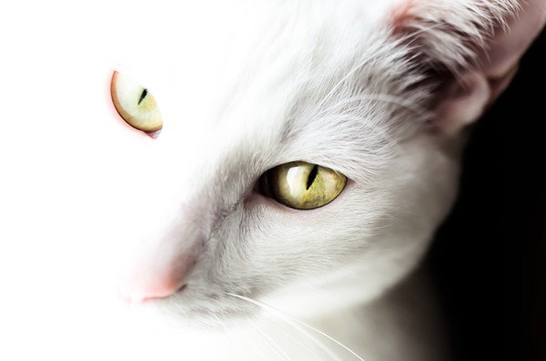 見つめる白猫