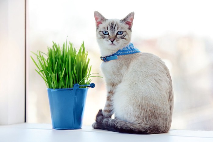 猫草の前に座る青い首輪の猫