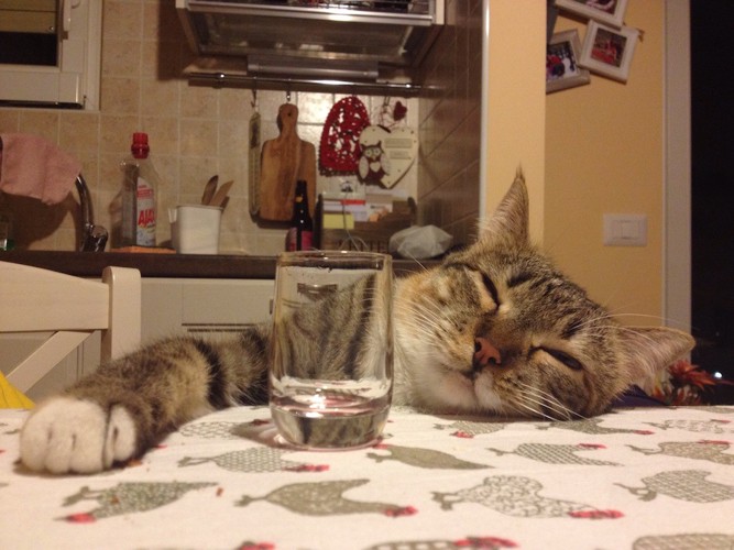 テーブルに顔を乗せる猫