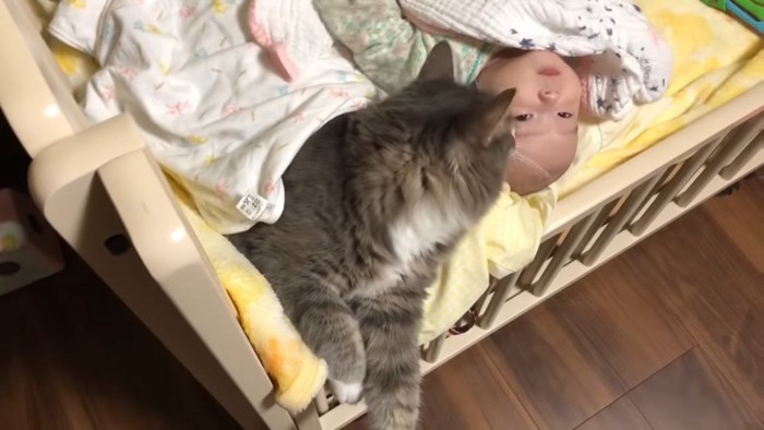 赤ちゃんにキスをする猫