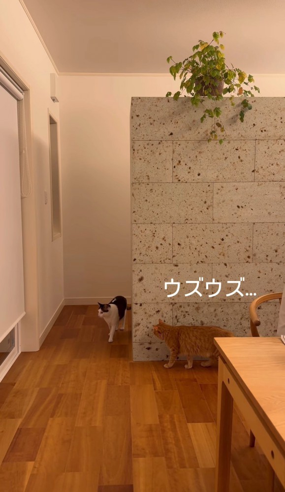 壁に隠れる猫と歩いてくる猫4