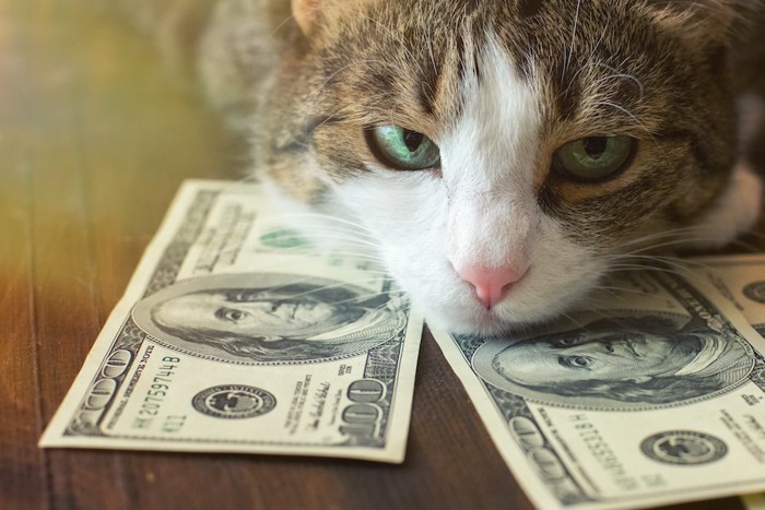 ドル札に顔を置く猫