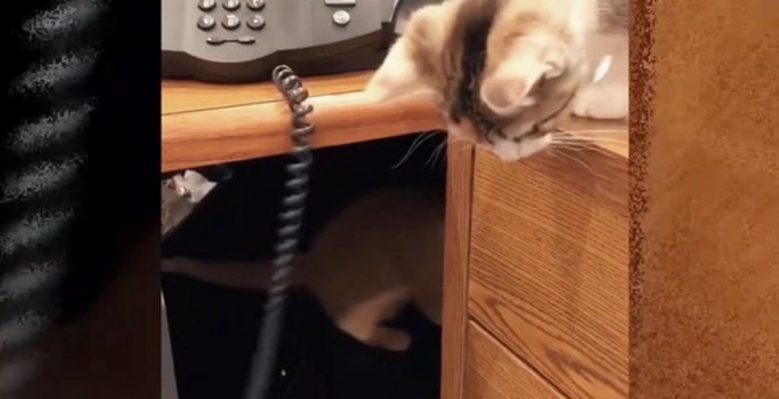 受話器を落とすデスクの上の猫